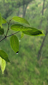 A detailed macro photograph capturing a crystal-clear water droplet suspended at the tip of a textured green leaf after rainfall. Perfect for concepts of purity, freshness, hydration, and natural ecos
