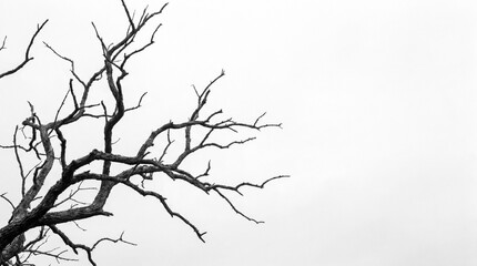 Fototapeta premium Close-up of stark, bare tree branches against a bright, overcast sky, minimalist composition