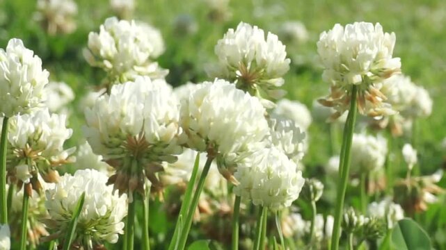 White clover or Trifolium repens flowers close up nature background, summer meadow, 4K.	