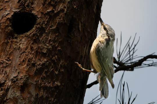 Eurasian nuthatch clinging to a tree trunk near a nest hole