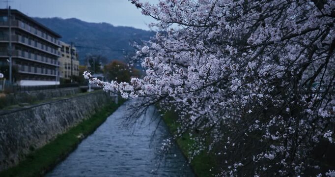 Wide, steady cam movement across canal and cherry blossom trees