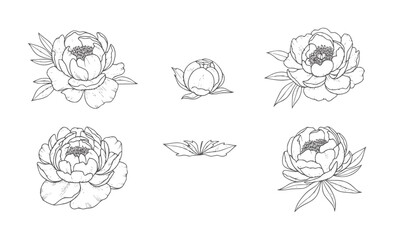Black and white line of peonies and leaves peony flower bloom leaf © Ali