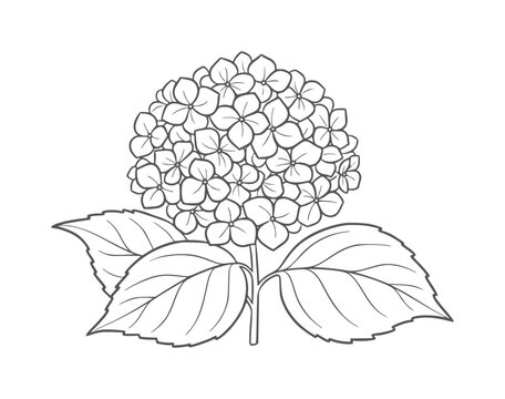 Black and white line of a hydrangea flower with leaves bloom blossom plant