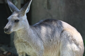 カンガルー  © kosumi