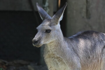 カンガルー  © kosumi