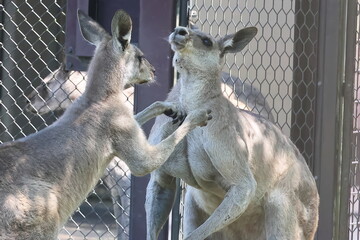 カンガルー  © kosumi