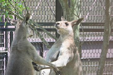 カンガルー  © kosumi