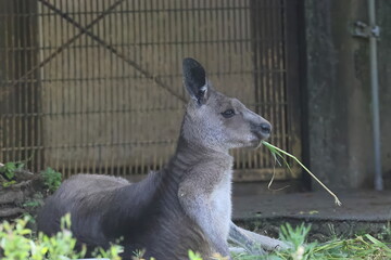 カンガルー  © kosumi