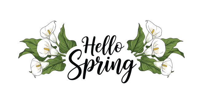 Beautiful calla lily flowers with green leaves framing the text hello spring in black elegant calligraphy style on a white background.