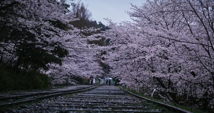 Wide, slow motion shot of tracks and surrounding cherry blossom trees
