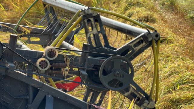 A combine harvester advances across cultivated rice farmland performing systematic crop removal during seasonal agricultural operations. Modern agriculture.