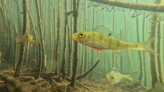A school of small perch swims among reeds in clear freshwater. Natural underwater footage showcasing aquatic wildlife and the peaceful habitat of native fish species.