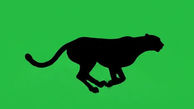 Black cheetah silhouette running green creen video