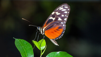 Fototapeta premium butterfly on flower