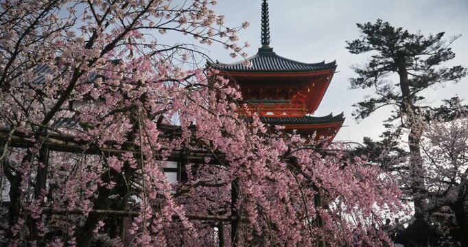 Beautiful spring cherry blossom trees in front of ancient Japanese temple tower at sunset