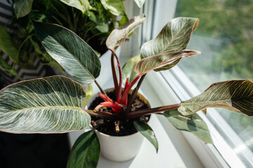A vibrant Philodendron plant with large, glossy leaves featuring green and white patterns. The plant is potted in a simple white container, placed on a windowsill. © Екатерина Говорина