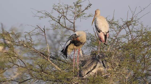 Migratory birds resting on trees after long journey
