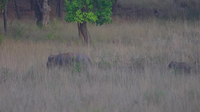 Central Indian elephant&mdash;majestic giant roaming forest terrain, wise and powerful, anchor of woodland ecosystem.