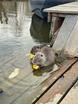 Two nutrias eating apples in the water next to a wooden pier