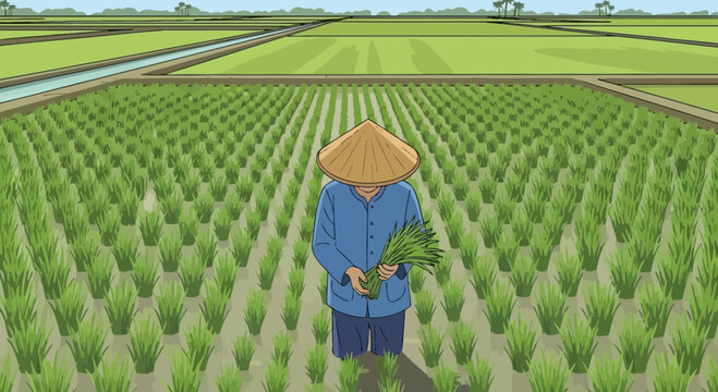Farmer in conical hat working in lush green rice paddy field, irrigation canal, rural asia