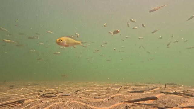 School of small perch swimming through a freshwater lake. Natural underwater footage showing native fish species in their habitat with calm and authentic movement.