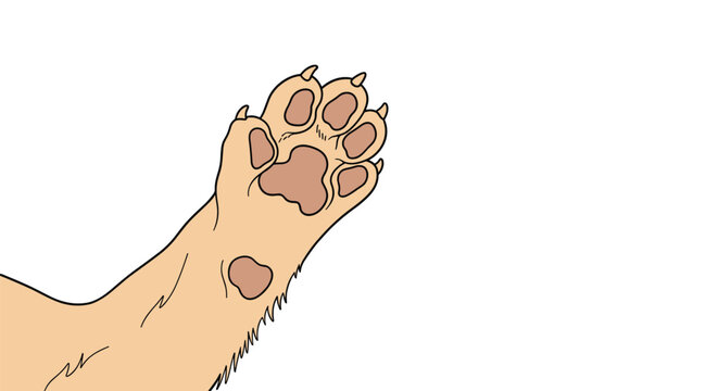 Close up illustration of a cat paw with sharp claws extended shows the intricate details of the pads and soft beige fur texture.
