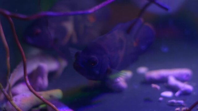 Senegal Bichir Polypterus Senegalus Foraging with Oscar Fish in Aquarium
