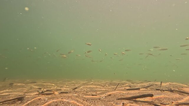 School of perch resting in clear freshwater. Natural underwater footage showing authentic fish behavior and the peaceful atmosphere of a lake ecosystem.