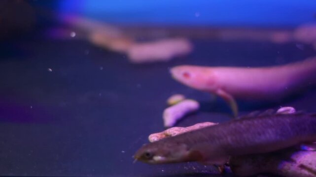 Silver Dollar Fish Metynnis Argenteus Catching Food in Aquarium
