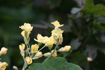 Obraz premium Cauliflower in the flowering stage. Cauliflower is typically harvested before its undeveloped buds have a chance to bloom. If left in the field, it reaches the flowering stage, producing long stalks.