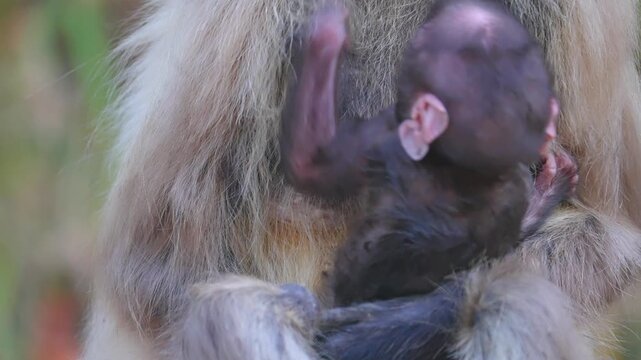 Newborn langur clings to mother, tiny and vulnerable, dark eyes wide with curiosity&mdash;infant primate beginning jungle life.