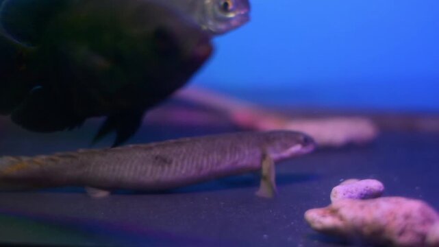Albino Senegal Bichir Polypterus Senegalus Swimming Near Aquarium Roots
