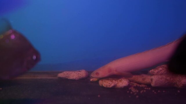 Albino Senegal Bichir Polypterus Senegalus Eating on Aquarium Bottom

