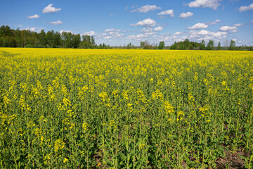 Fototapeta premium Field of rape, flowerinh in the middle of May.