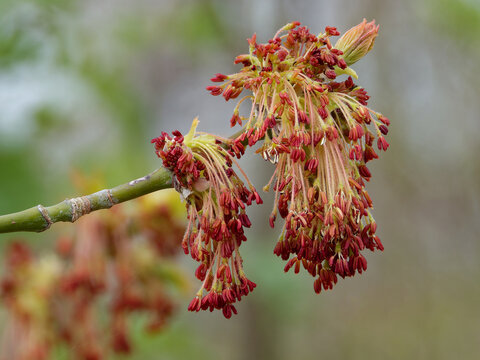 Flowers of box elder in the beginning of May.