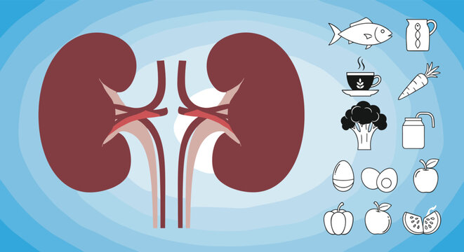 Educational illustration of human kidneys with icons representing a healthy diet for kidney health including fish, vegetables, and water.