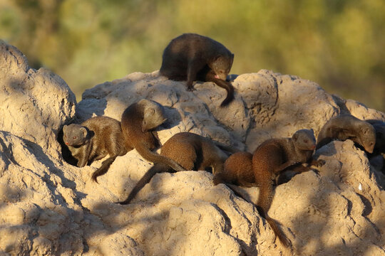 S&uuml;dliche Zwergmanguste auf Termitenh&uuml;gel / Dwarf mongoose at Termit's nest / Helogale parvula