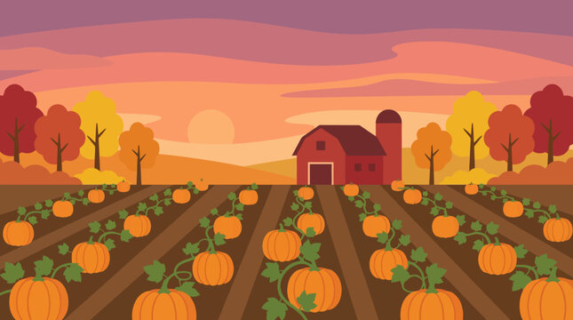 Autumn Pumpkin Patch Landscape with Red Barn and Silo at Sunset, Flat Vector Illustration