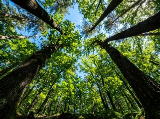 Fototapeta premium Tall trees in a dense forest with green leaves and blue sky