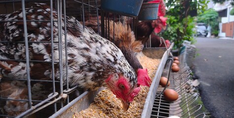 Fresh organic brown eggs from healthy laying hens in modern battery cages eating premium poultry feed. Buy high-quality farm-fresh eggs directly from local layer chicken farms. © Glass Roots