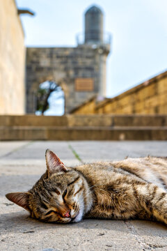 Stray Cat Resting at Shirvanshah Palace Baku