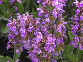 Obraz premium purple flowers in the garden