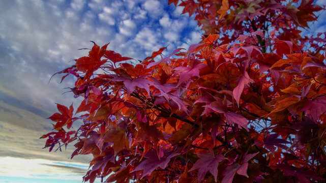 Christiansburg, Virginia, The image features Japanese maple leaves (Acer palmatum)