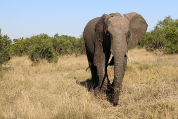 Fototapeta premium Afrikanischer Elefant / African elephant / Loxodonta africana