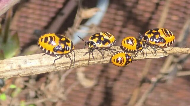 

Extreme macro of shield bug nymphs sunbathing and playing musical chairs on a dry twig under bright natural sunlight.#002
