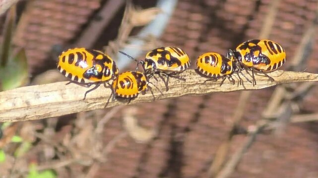 
Extreme macro of shield bug nymphs sunbathing and playing musical chairs on a dry twig under bright natural sunlight.#003



