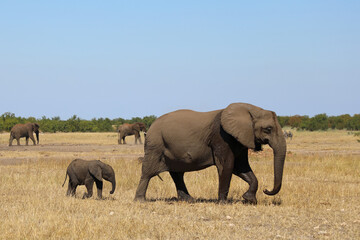 Fototapeta premium Afrikanischer Elefant / African elephant / Loxodonta africana