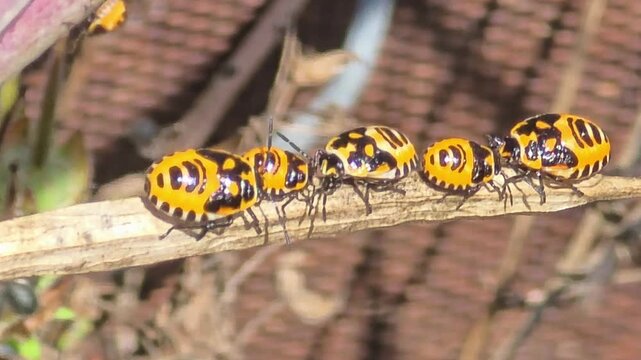 

Extreme macro of shield bug nymphs sunbathing and playing musical chairs on a dry twig under bright natural sunlight.#004

