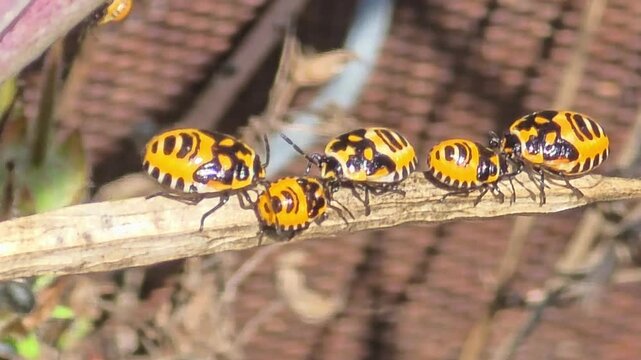 

Extreme macro of shield bug nymphs sunbathing and playing musical chairs on a dry twig under bright natural sunlight.#005

