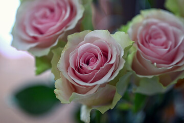 colorful roses in a vase on the table © Piotr